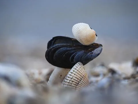 A pyramid pattern of different shells on a sandy beach with a blurred backgro Foto stock