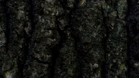 Pyramidal green fruitworm crawling endlessly along a tree trunk Stock Footage 110605297