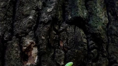 Pyramidal green fruitworm crawling on a tree trunk Stock Footage 110605437