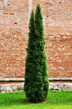 Pyramidal green tree. Stock Photos