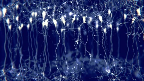 Pyramidal neurons in the brain Stock Footage 105264629