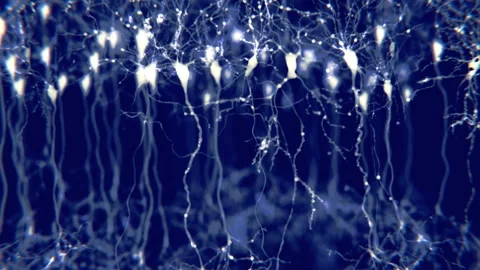 Pyramidal neurons in the cerebral cortex Stock Footage 242610094