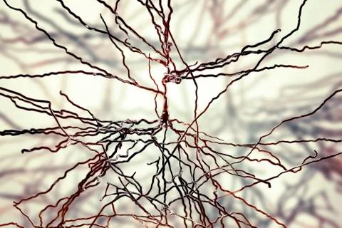 Pyramidal neurons, human brain cells Stock Illustration