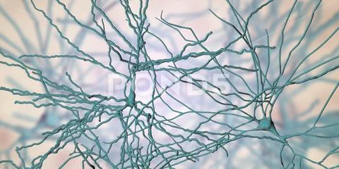 Pyramidal neurons, human brain cells: Royalty Free #109406514
