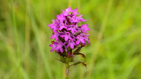 Pyramidal Orchid, Anacamptis pyramidalis Stock Footage 8156167