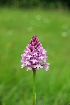 Pyramidal Orchid Stock Photos