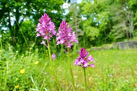 Pyramidal Orchid Stock Photos