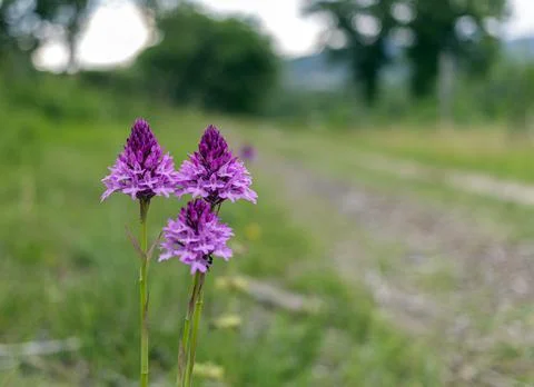The pyramidal orchid Stock Photos