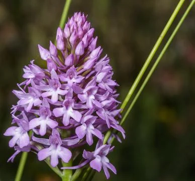 The pyramidal orchid 写真素材