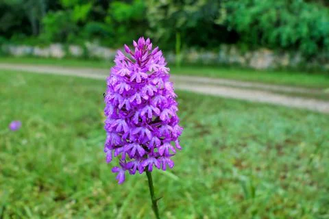 Pyramidal Orchid . Stock Photos