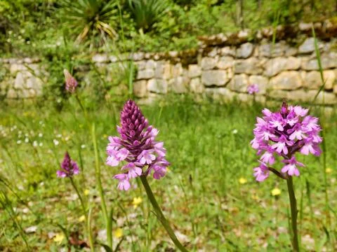 Pyramidal Orchid . Stock Photos