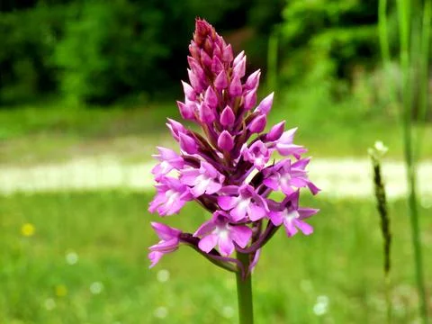 Pyramidal Orchid . Stock Photos