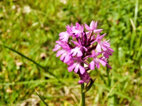 Pyramidal Orchid . Stock Photos
