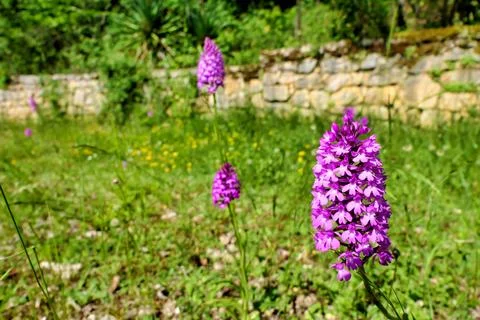 Pyramidal Orchid . Stock Photos