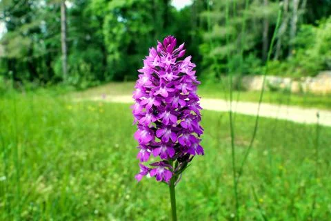 Pyramidal Orchid . Stock Photos
