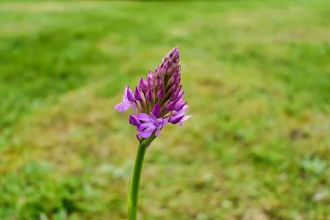 Pyramidal Orchid . Stock Photos