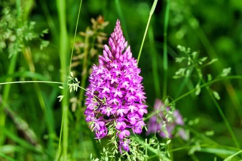Pyramidal Orchid . Stock Photos