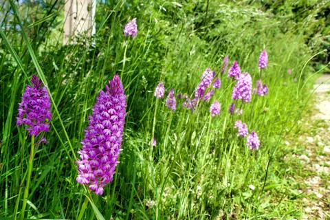 Pyramidal Orchids. Stock Photos