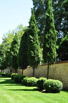 Pyramidal trees in the city park. Stock Photos