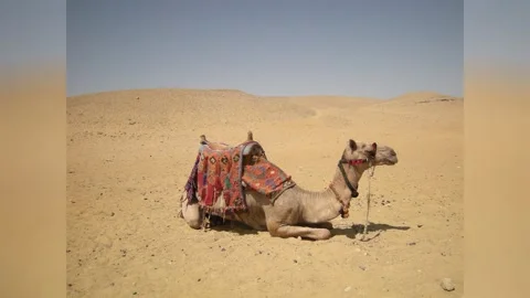 Pyramids of Giza, Egypt Stock-Footage 332664051