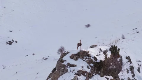 Pyrenean Chamois Standing Alone on Snowy Mountain Ridge Stock Footage 345755694