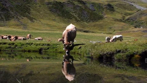 Pyrenean cow drinking from a small stream with mountains in the background 스톡 동영상 151217621