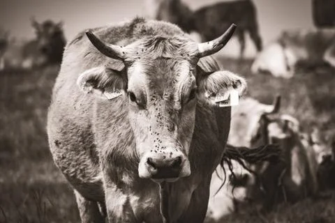 Pyrenean cow looking at the camera Stock Photos