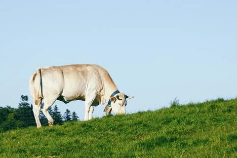 Pyrenean cow Stock Photos
