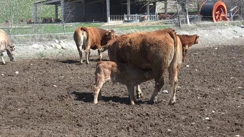 Pyrenean Cows on a farm Stock Footage 70515854