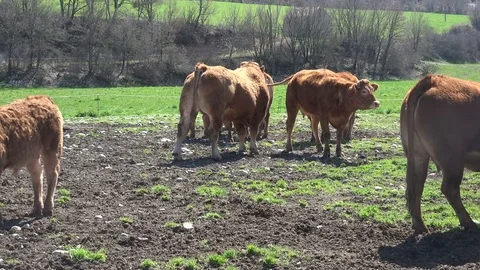 Pyrenean Cows on a farm Stock Footage 70516161