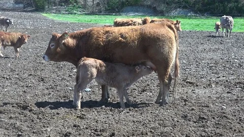 Pyrenean Cows on a farm Stock Footage 70516855