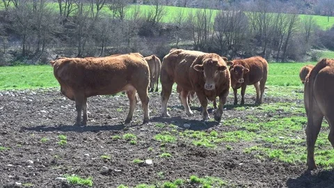 Pyrenean Cows on a farm Stock Footage 70517636