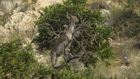Pyrenean goat climb to the tree Stock Footage 106210477