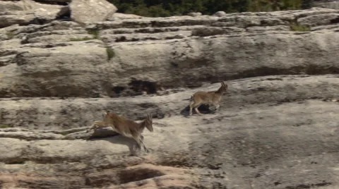 Pyrenean goat Video stock 58091126