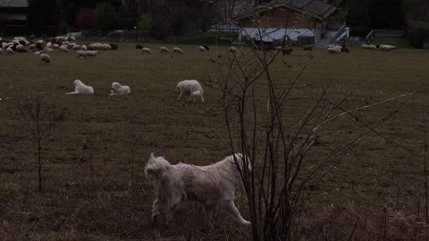 Pyrenean mountain dog herding sheep in Chamonix, France in November Stock Footage 292917954