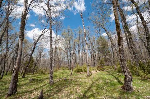 Pyrenean oak forest Stock Photos