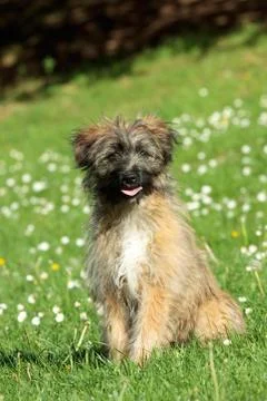 Pyrenean shepherd 库存照片