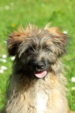 Pyrenean shepherd 库存照片
