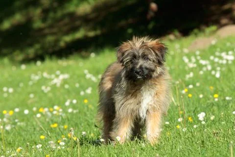 Pyrenean shepherd Stock Photos