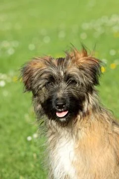 Pyrenean shepherd Stock Photos