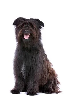 Pyrenean Shepherd Stock Photos