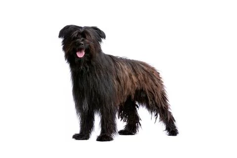 Pyrenean Shepherd Stock Photos