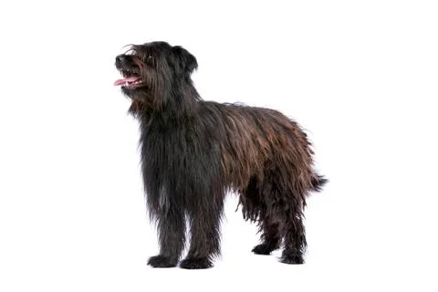 Pyrenean Shepherd Stock Photos
