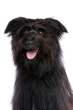 Pyrenean Shepherd Stock Photos