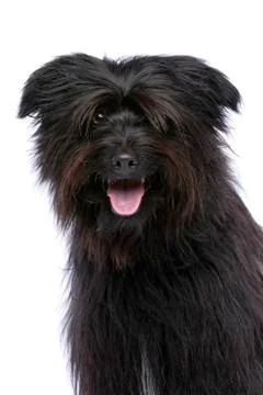 Pyrenean Shepherd Stock Photos