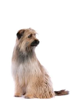 Pyrenean Shepherd Stock Photos