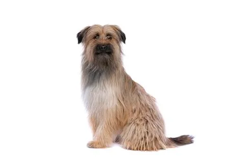 Pyrenean Shepherd Stock Photos