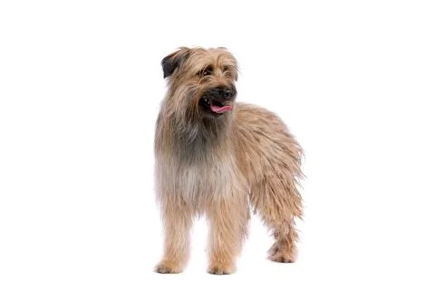 Pyrenean Shepherd Stock Photos