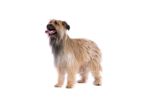 Pyrenean Shepherd Stock Photos