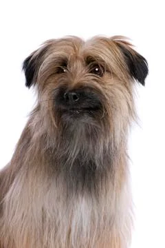 Pyrenean Shepherd Stock Photos